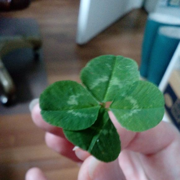 Meet your Posher, Elizabeth - Picture 1 of 1